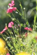 Praxisraum Blumen